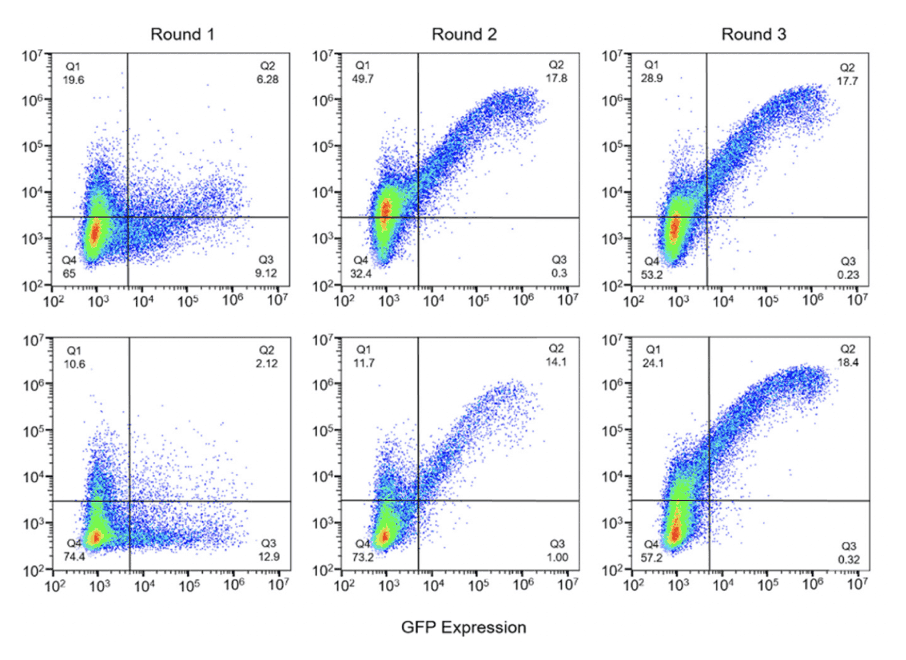 Flow cytometry dot plots in the LatchBio platform from three rounds of selection showing GFP expression levels in cell populations
