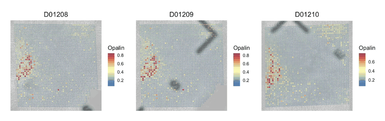 Three spatial heat maps showing the distribution of Opalin, a marker gene for oligodendrocyte cells, across different tissue sections