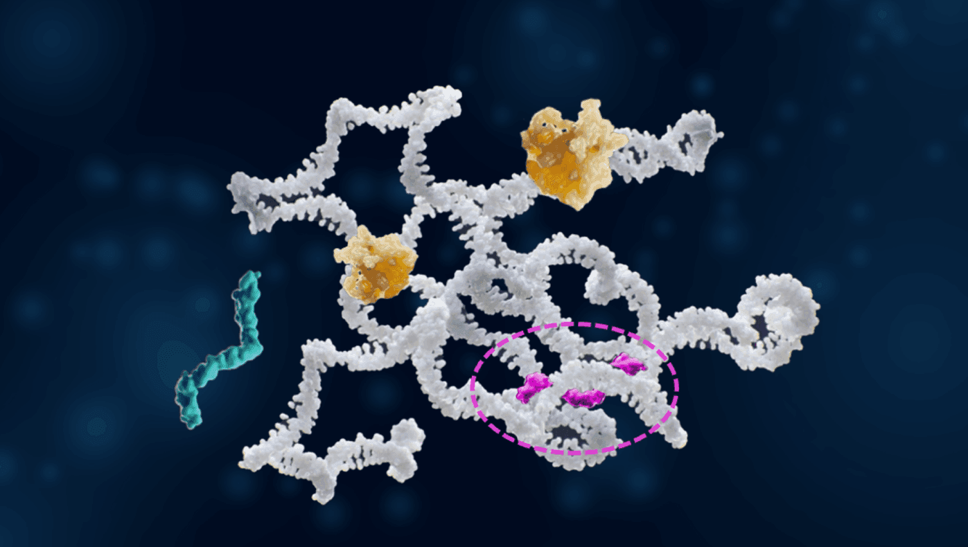 3D molecular model of RNA interference with an oligonucleotide, protein complexes, and targeted mRNA segment