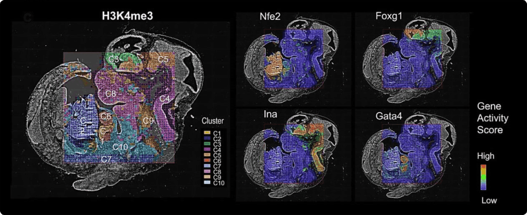 Brain slice images showing gene activity and histone modification clusters with varying expression levels