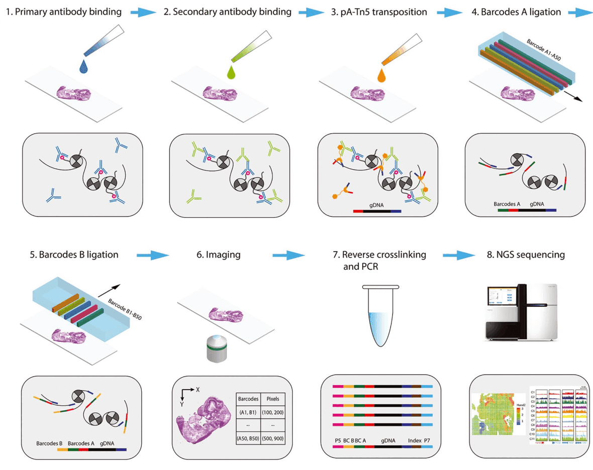 Sequential steps of a molecular assay from antibody binding to next-generation sequencing (NGS)