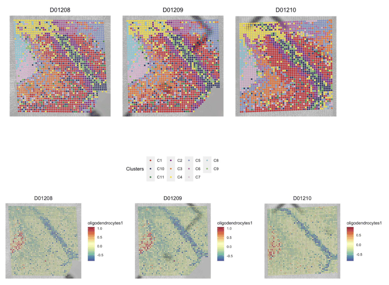 Images showing spatial clustering and gene expression levels in different brain sections.