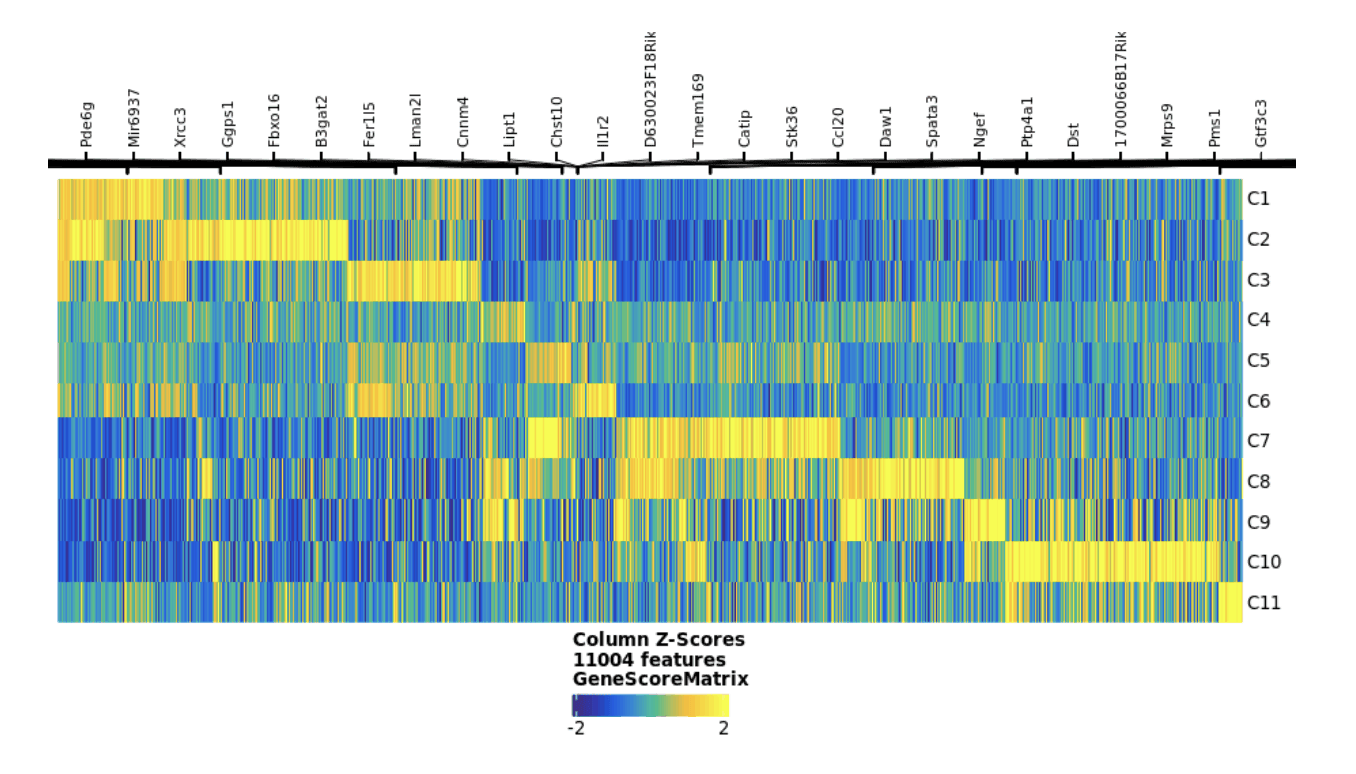 Clustered heat map of spatially differentiated gene activity scores from spatial CUT&Tag assay which are used to identify putative cell types