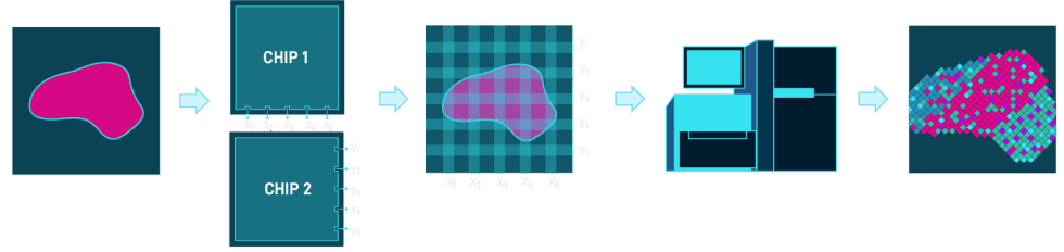 a diagram that shows AtlasXomics process for creating spacial maps