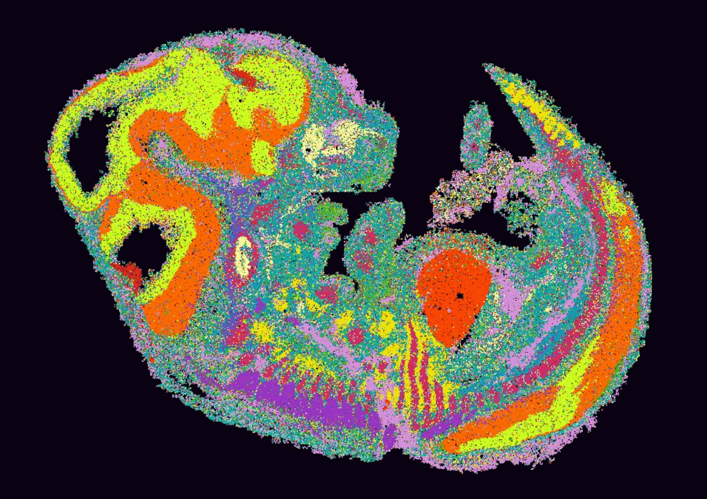 Spacial omics data visualisation analysis that can be used to identify cell types and spatial patterns in tissue sections through the use of spatial transcriptomics and spatial proteomics