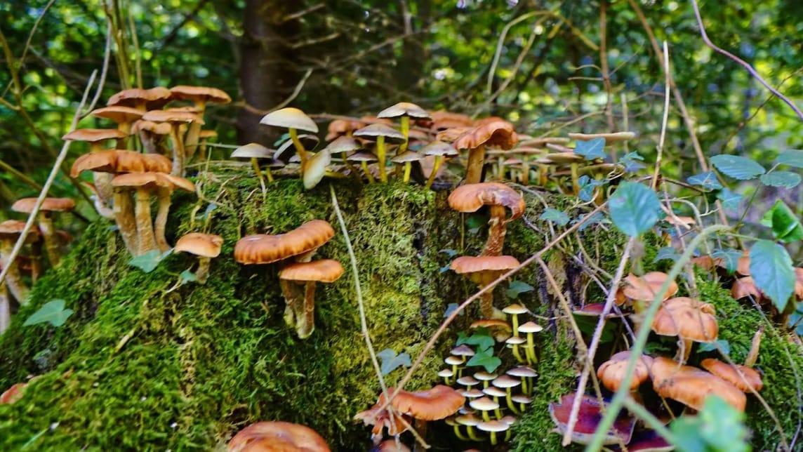 A close up of mushrooms growing in a forest